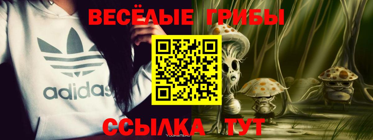 Галлюциногенные грибы Psilocybe Богданович